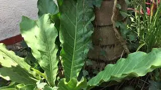 Fishtail Palm Tree or Caryota Optusa