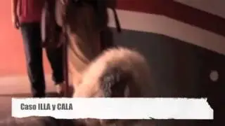 Bestial - Caso Illa y Cala