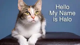 Halo is looking for her furrerver home for the holidays!