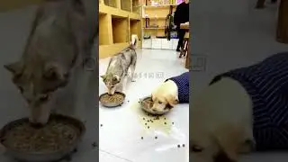 පව් Wttoo 😂.#funny #memes #dog #animals #comedy #sinhala #srilanka