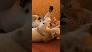 good boy #FunnyShortFilm #FunnyAnimals #shorts #zoo #Dance #Chimpanzees #mouse #cat #animal #dog