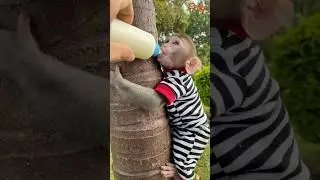Monkey Dory #monkey #animals #cute #trendingshorts #memes #funny #shorts #memes #short #viralvideo