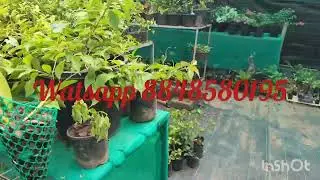 24-HOUR FLASH SALE#gardening#hybrid#bougainvilla#nursery#sale#comboes 