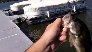 First day back at the lake!(3.6 Jp Hammer Shad)