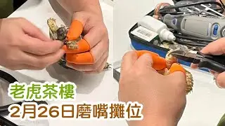 陸龜磨嘴竅門！老虎茶樓｜即場磨嘴攤位｜260223
