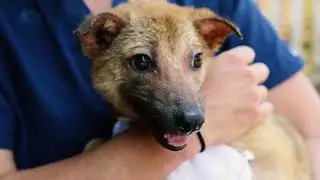 Vietnam Animal Aid and Rescue introduction