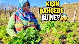 Kış Mevsiminde ☀️ Beklenmedik Bahçe Sürprizi | Yenilebilir Yabani Otlar 🌿