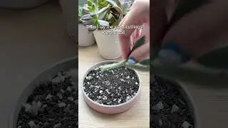 Panda Plant Propagation 🐼 #succulent #propagation #kalanchoe