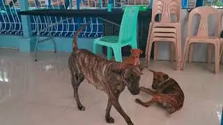 Philippine witch dog