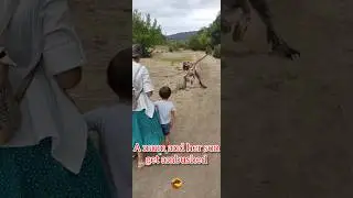 A mum and her son get ambushed #dinosaur #raptor #ambush