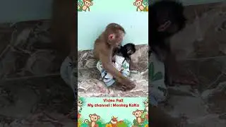 Hair Red Monkey's maternal instinct is aroused when meets baby monkeys part 3