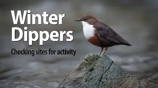 Winter Dippers