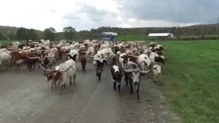 Moving some Texas Longhorn Cattle