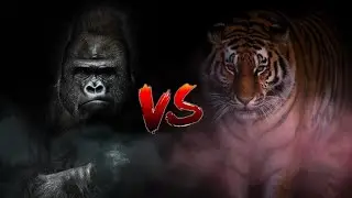 Горилла    🤜  VS   🤛   Амурский Тигр
