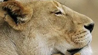 Human wildlife conflict- rural Zimbabwe 🇿🇼