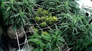 18/12/2025 - Strains - Apple Strudel + Purple Punch (CBD) + Skunk XXL + Magnum XXL + 69.G