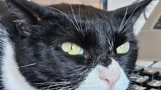 life with 9 cat rescues ♥️