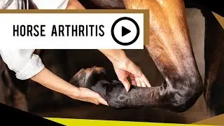 EQU Streamz fetlock bands | Naturally treating horse arthritis