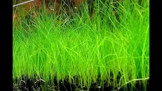 Guppy Breed Grass & Japanese Mini Hairgrass Aquarium Plants, 28 Aug 2025