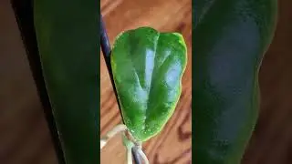 EVERY SO OFTEN - Hoya incrassata