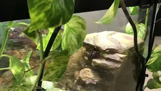 Spotted Turtles-Welcome to the Family