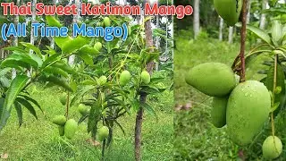 Thai Catimon Mango Farming(All Time Sweet Mango) Contact:8609771886