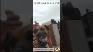Do this trick Now to Help your Hyper Active Dog! #dogs #dogtraining #dogwalk #puppy #forcefree #pets