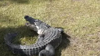 Florida Alligator Festival celebrates tradition of alligator wrestling and &lsquo;Old Florida&rsquo; spirit