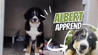 L'ÉVOLUTION D'ALBERT (et sa rencontre avec un bouledogue)