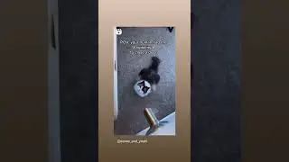 Cat Instagram Reel