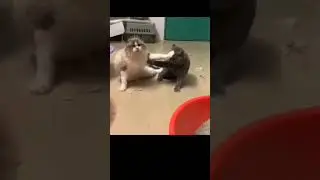 jalan ninja kucing #funnypets #pets #cat