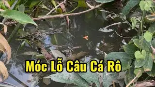 Dọn Ổ Câu Cá Rô Đồng Quá Êm. 2 Anh Em Cũng làm Được Đủ Chảo Cá Kho 😁😁♥️♥️