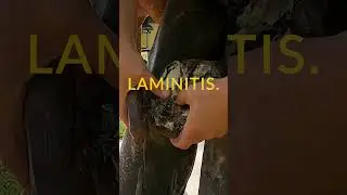 Autumn is Here, Along with the Risk of Equine Laminitis #laminitis #horse #horsecare