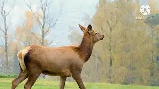 Animals video , Top 10 animals, Animals, cute animal, एनिमल विडिओ, all shorts video,hd Animals video
