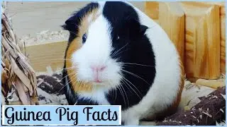 10 Interesting Facts About Guinea Pigs