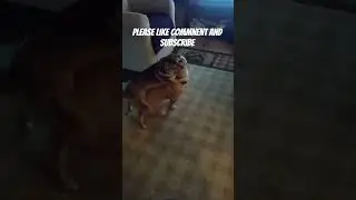 do they ever get along?  lol they do lol. #dogplaying  #dog #puppers
