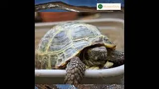 Perfluorohexane - A liquid that animals can breathe in as they breath on land