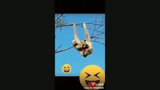 《《LIKEE》》 BEST FUNNY VIDEO 😂😂😂😂😂😅😃😅😆😆😆😅😅😅😅😂😂😃😃😃