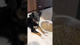 Корм #PetFoodLab заказываю на вб #WW224583