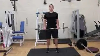 Posterfit.com - Arms Bicep Curl