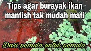 Tips agar burayak ikan manfish tak mudah mati dan hidup banyak sampai besar