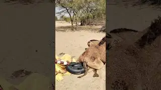 بَسَاطَةُ العَيْشِ فِي قَلْبِ الصَّحْرَاءِ