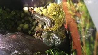 Northern dusky salamander