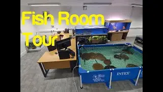 Fish Room Tour - All My Fish & Filtration - Rays Black Diamond Hybrids Breeding Pool Pond