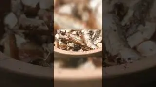 #mushroom #grill #2023 #delicious #bbq #food #sunday #morning #magic #clay #recipe #foodie #lunch