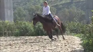 Andalusier P.R.E. Hengst 