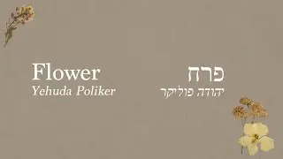 Perach (פרח), Yehuda Poliker - English Translation & Hebrew Lyrics