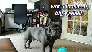 Leaving French Bulldog Home Alone