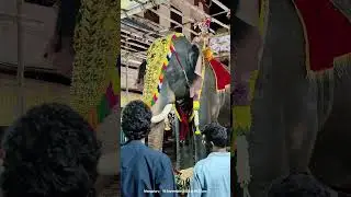 REALISTIC ELEPHANT