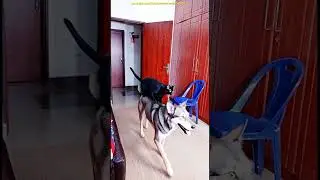 Marvelous Funny Video Try not to laugh werewolf wolf funny dog video cat kitten kartun kucing billi